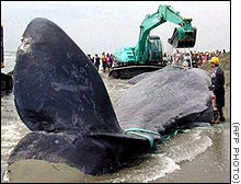 Japan whale