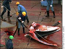 A Minke whale being dissected onboard a Japanese vessel, the killing could increase if demand for meat increases.